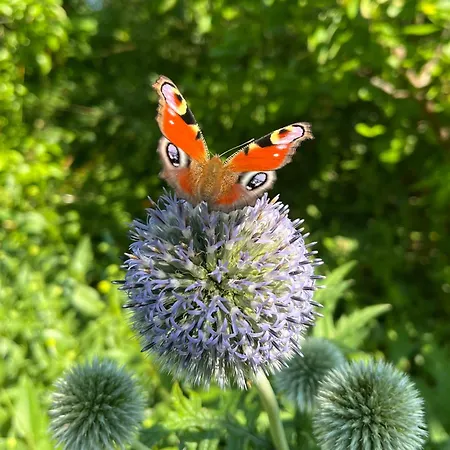 Lovely In Charming Town House Lejlighed *